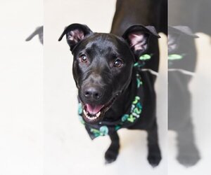 Labrador Retriever-Unknown Mix Dogs for adoption in Chattanooga, TN, USA