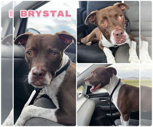 American Staffordshire Terrier-Unknown Mix Dogs for adoption in Pierceton , IN, USA