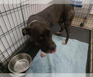 American Staffordshire Terrier-Unknown Mix Dogs for adoption in Fort Lauderdale, FL, USA