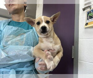 Mutt Dogs for adoption in Raleigh, NC, USA