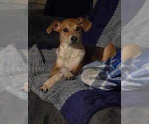 Beagle-Unknown Mix Dogs for adoption in San Antonio, TX, USA