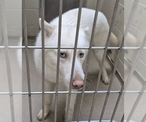 Siberian Husky Dogs for adoption in Decatur, IL, USA
