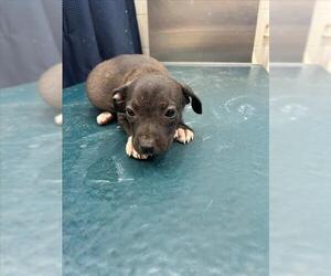 Labrador Retriever-Unknown Mix Dogs for adoption in Mobile, AL, USA