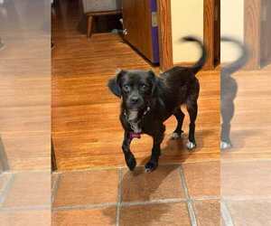 Chug Dogs for adoption in Plymouth, MN, USA