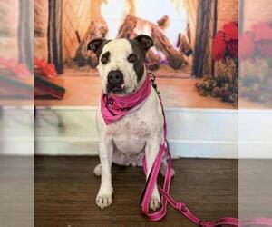 Mutt Dogs for adoption in Bakersfield, CA, USA