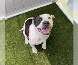 Bulldog Dogs for adoption in Tavares, FL, USA