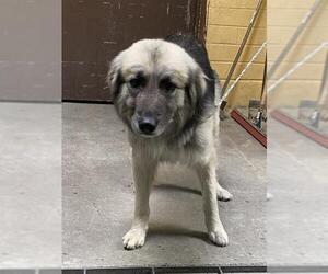 Anatolian Shepherd-Unknown Mix Dogs for adoption in Stockton, CA, USA