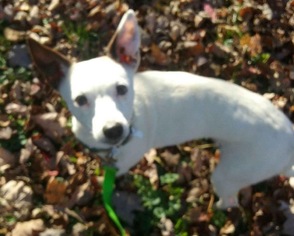 Jack-Rat Terrier Dogs for adoption in Fort Wayne, IN, USA