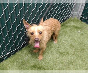 Mutt Dogs for adoption in Downey, CA, USA