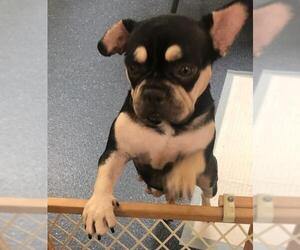 French Bulldog Dogs for adoption in Smithfield, PA, USA