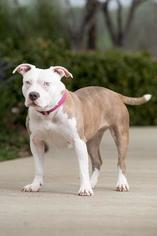 Medium Photo #1 American Pit Bull Terrier Puppy For Sale in Clayton, CA, USA