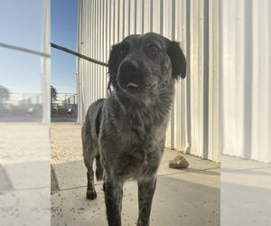 Australian Shepherd Dogs for adoption in Bakersfield, CA, USA