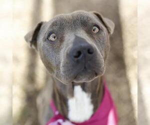 American Staffordshire Terrier-Unknown Mix Dogs for adoption in San Antonio, TX, USA