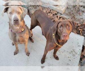 Labrador Retriever Dogs for adoption in Minneola, FL, USA