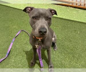 American Pit Bull Terrier-Unknown Mix Dogs for adoption in Las Vegas, NV, USA