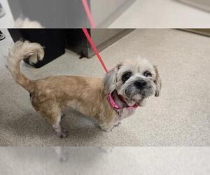 Lhasa Apso Dogs for adoption in Riverside, CA, USA