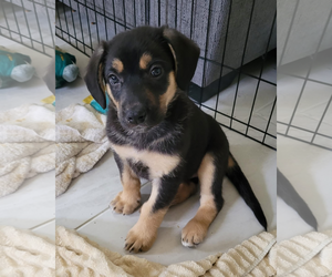 German Shepherd Dog-Unknown Mix Dogs for adoption in Mission Viejo, CA, USA