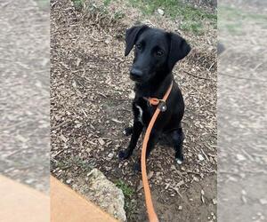 Labrador Retriever-Unknown Mix Dogs for adoption in Louisville, KY, USA