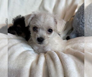 Chihuahua-Unknown Mix Dogs for adoption in Chico, CA, USA