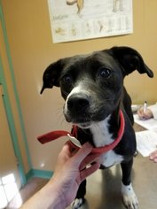 Boglen Terrier Dogs for adoption in Wilmington, DE, USA