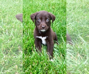 Sheprador Dogs for adoption in Nashville, TN, USA