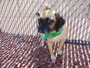 Puggle Dogs for adoption in Norco, CA, USA