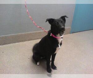Greyhound-Unknown Mix Dogs for adoption in Las Vegas, NV, USA