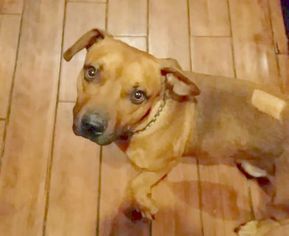 Basschshund Dogs for adoption in Fredericksburg, VA, USA