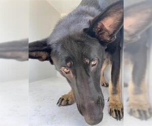 German Shepherd Dog Dogs for adoption in Houston, TX, USA