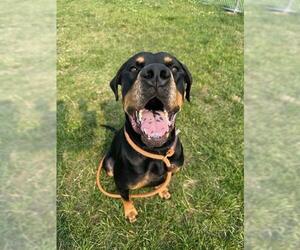 Rottweiler-Unknown Mix Dogs for adoption in Louisville, KY, USA