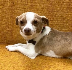 Medium Photo #1 Chihuahua Puppy For Sale in Alta Loma, CA, USA