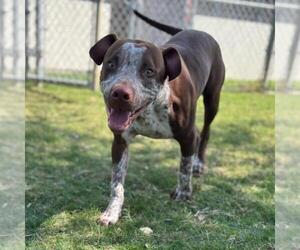 German Shorthaired Pointer-Staffordshire Bull Terrier Mix Dogs for adoption in Texas City, TX, USA