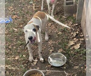 American Staffordshire Terrier-Unknown Mix Dogs for adoption in San Antonio, TX, USA