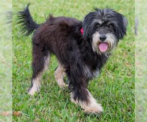 Maltese-Unknown Mix Dogs for adoption in Miami, FL, USA