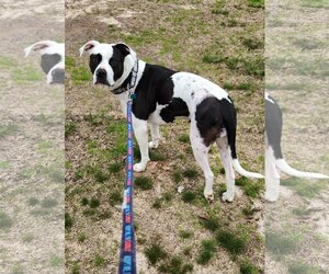 American Staffordshire Terrier-Unknown Mix Dogs for adoption in Shreveport, LA, USA
