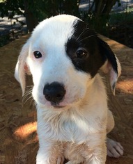 Borador Dogs for adoption in Alexander, AR, USA