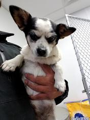 Chihuahua Dogs for adoption in Chama, NM, USA