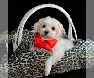 Maltese Dogs for adoption in Omaha, NE, USA