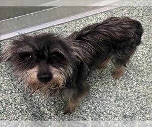 Miniature Schnauzer-Unknown Mix Dogs for adoption in Salisbury, NC, USA