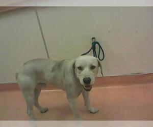 Labrador Retriever Dogs for adoption in Martinez, CA, USA