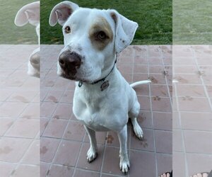 American Pit Bull Terrier-Unknown Mix Dogs for adoption in Berkeley, CA, USA