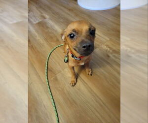 Chihuahua-Unknown Mix Dogs for adoption in Rocky Mount, NC, USA