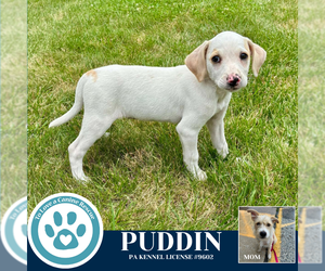 Beagle-Unknown Mix Dogs for adoption in Kimberton, PA, USA