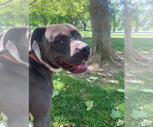 Mutt Dogs for adoption in Elk Grove, CA, USA