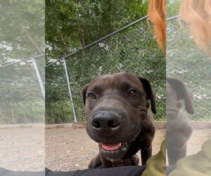 American Pit Bull Terrier-Unknown Mix Dogs for adoption in Las Vegas, NM, USA