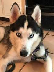 Siberian Husky Dogs for adoption in westminster, CO, USA