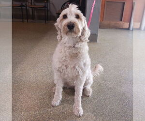 Goldendoodle Dogs for adoption in Glendale , AZ, USA