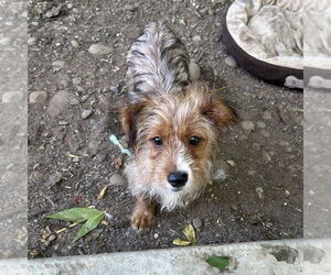 Mutt Dogs for adoption in Chico, CA, USA