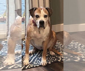 Boxer Dogs for adoption in Burnsville, MN, USA