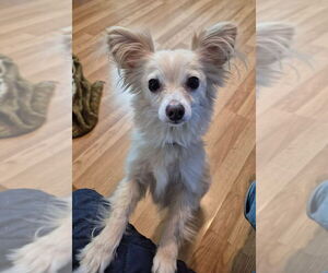 Medium Photo #2 Chihuahua-Unknown Mix Puppy For Sale in Germantown, OH, USA